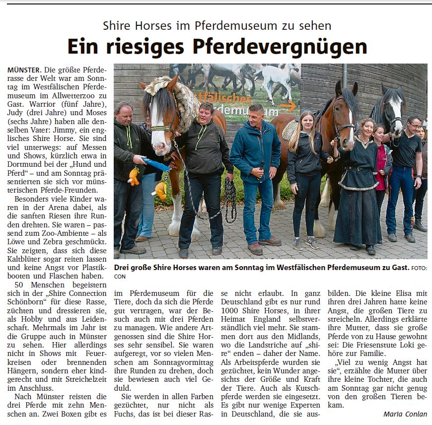 Shire Horses im Pferdemuseum Münster - Münstersche Zeitung